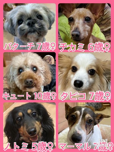 🐾今日の里親様募集中ワンコ🐶メンバーです🐾2022,5,14【保護犬カフェ天神橋店】